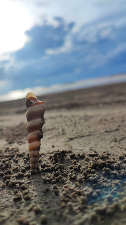 Seashell on the beach with blue sky and white clouds.の写真素材