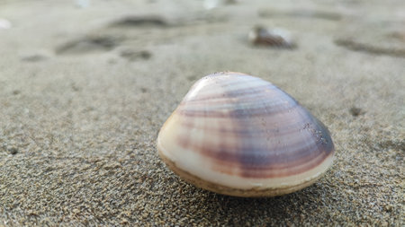 seashell on the beach, soft focus, close up.