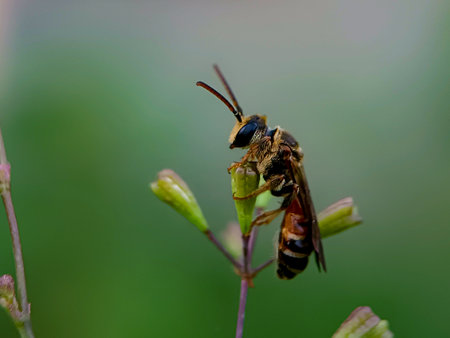 Insect on a flower in the garden. Macro photography.の写真素材