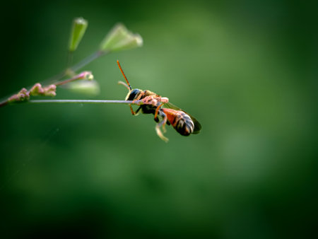 A wasp on a twig in the garden.の写真素材