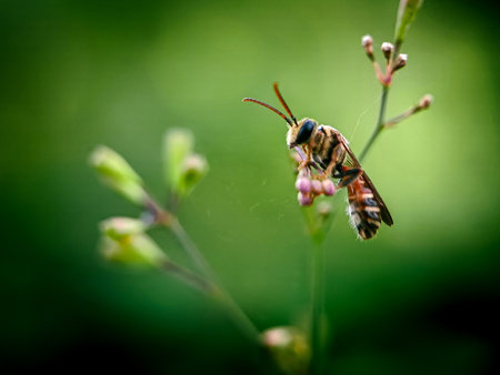 A bee sitting on a flower. Shallow depth of field.