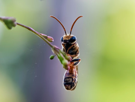 Bee on a plant in nature. Macro shot with shallow depth of field.の写真素材