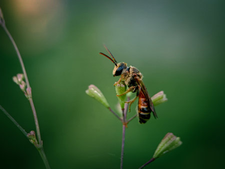 Hoverfly on a flower in the garden. Shallow depth of field.の写真素材