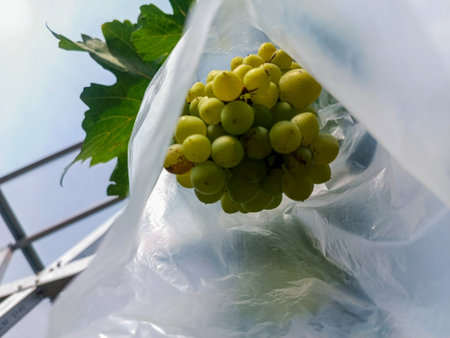 Grapes in a plastic bag on a background of blue skyの写真素材