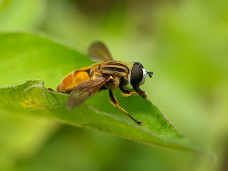Hoverfly on green leaf, close-up. Shallow depth of field.の写真素材
