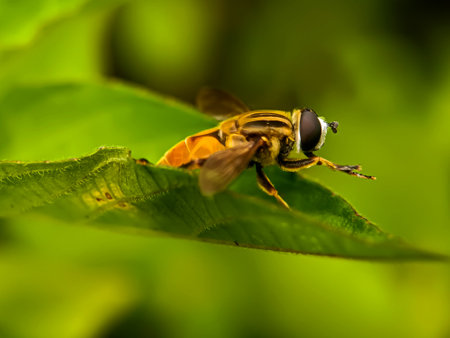 Macro shot of a hoverfly on a leaf in the garden