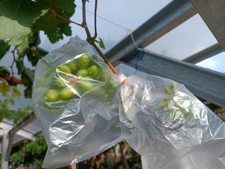 Green grapes in a plastic bag on the vineyard.の写真素材