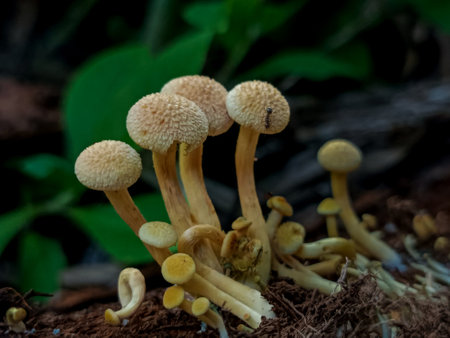 mushrooms growing on a stump in the rainforest, close up