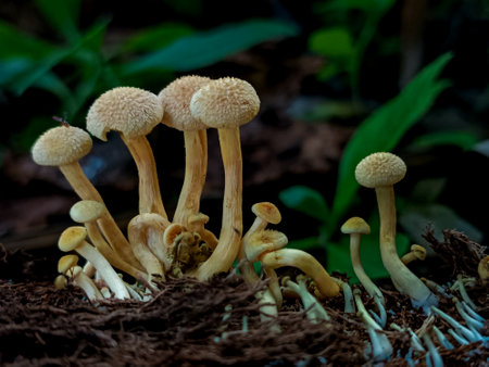 Mushroom honey agaric in the rainforest of Thailand