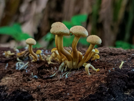 Mushrooms in the rainforest of Doi Inthanon National Park, Thailandの写真素材