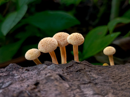Mushrooms growing on a dead tree in the rainforest.
