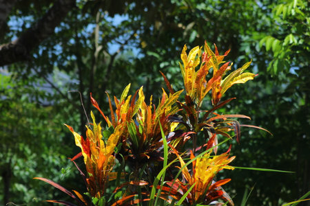 Colourful leaves of Croton Plant (Croton japonica)