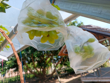 Grapes in plastic bags hanging on a vine in the gardenの写真素材