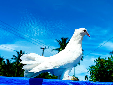 White pigeon on blue sky background. Copy space for your text.の写真素材
