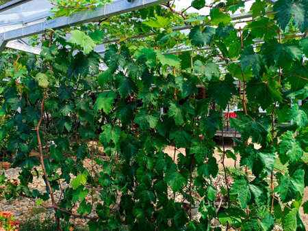 Grape vines in a greenhouse on the island of Crete, Greeceの写真素材