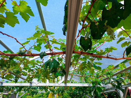 Grape vines growing in a greenhouse on a sunny summer day.の写真素材