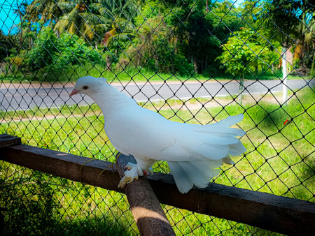 White Pigeon on the fence in the park, Thailand.の写真素材