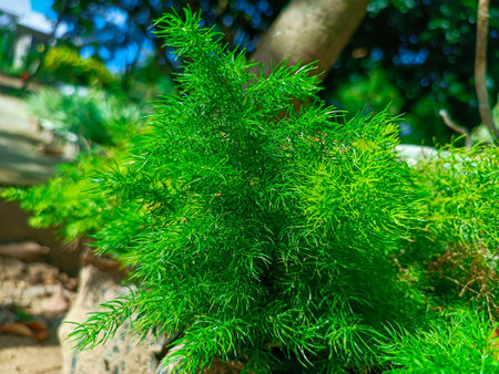 Close up view of young green spruce plant in the garden.の写真素材