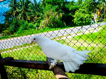 White pigeon on the fence, Thailand. (Selective focus)の写真素材