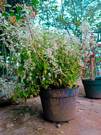 White and red flowers in pot on the floor,Thailand.の写真素材