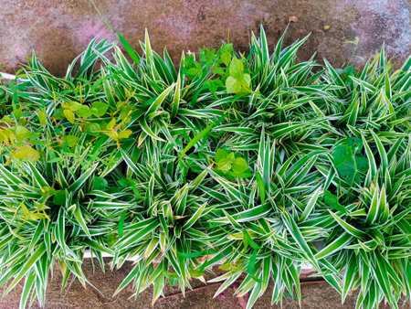 Top view of green plant in pot on cement wall background, Thailand.の写真素材