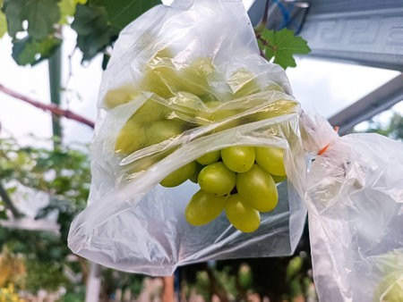 Grapes in a plastic bag on a vineyard in Italyの写真素材