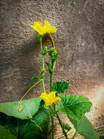Cucumber flower and leaves on cement wall background, selective focusの写真素材