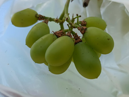 Bunch of green grapes on white plastic bag. Close up.の写真素材