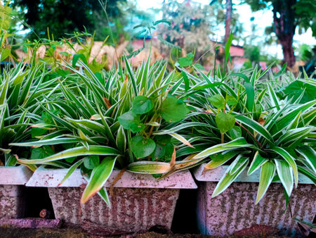 Potted plants in the garden, Thailand. Selective focus.の写真素材