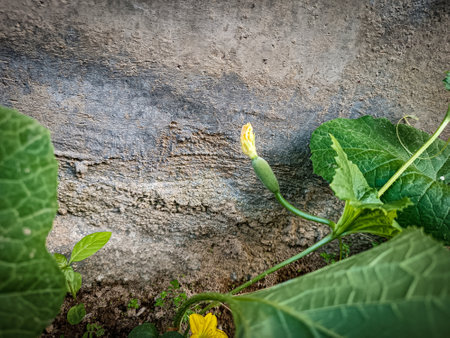 Cucumis sativus plant growing on cement wall.の写真素材