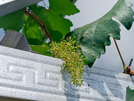 Grapes in the vineyard, detail of a vineyardの写真素材