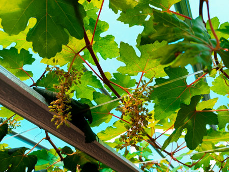 Green leaves and branches of a plant in a greenhouseの写真素材