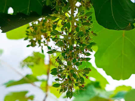 Close up of tree branch with green leaves and flowers in the gardenの写真素材