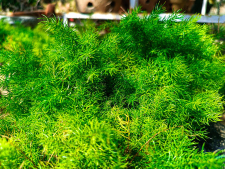 Green sprigs of fennel in the garden. Selective focus.の写真素材