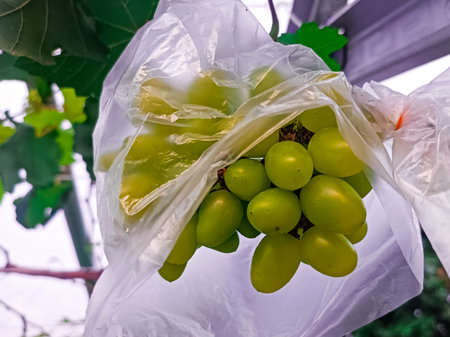 Bunch of green grapes in plastic bag on vineyard background.の写真素材