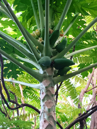 Papaya tree with ripe fruits and green leaves in the gardenの写真素材