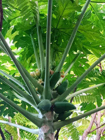 Papaya tree with green papaya fruits in the garden.の写真素材