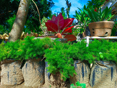 Potted plants in the garden. Selective focus. nature.の写真素材