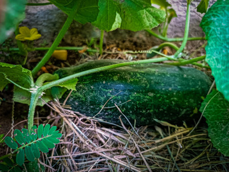 Green zucchini in the garden. Selective focus.の写真素材