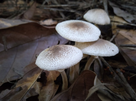 Mushroom in the forest, close up view, selective focusの写真素材