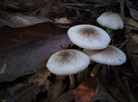 Close up of mushrooms in the forest. Shallow depth of field.の写真素材