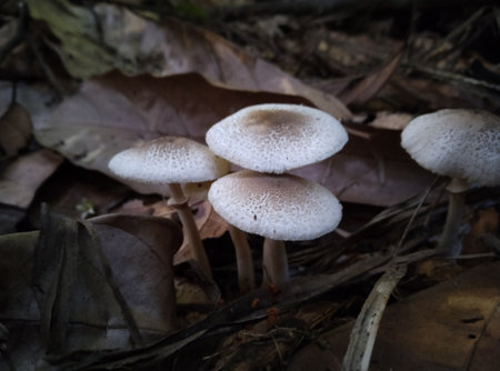 Close up of mushrooms growing in the forest. Selective focus.の写真素材