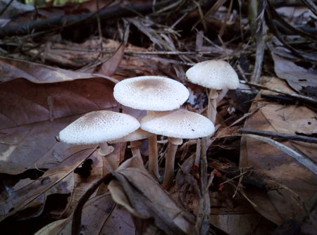 Mushrooms growing in the forest. Close-up shot.の写真素材