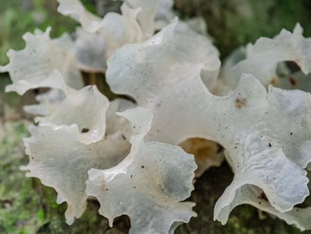 Mushrooms in the forest, close-up, macro photographyの写真素材