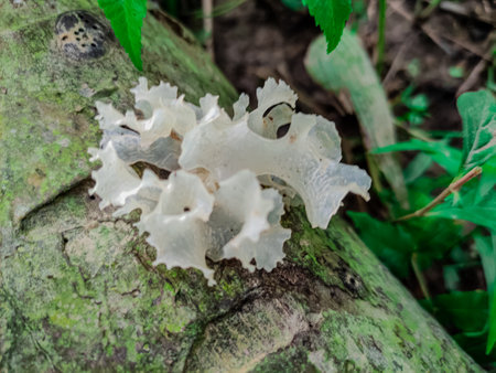 Mushroom growing on the tree in the forest, Thailand.の写真素材