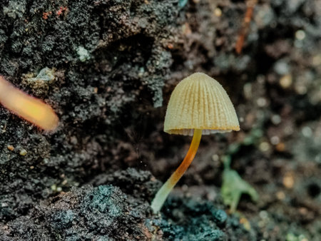 Close up of small mushroom growing in the soil. Selective focus.の写真素材