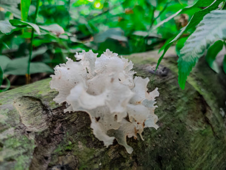 White mushroom growing on a tree in the rainforest of Thailand.の写真素材