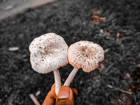 mushrooms in the hands of a girl on a background of autumn leavesの写真素材
