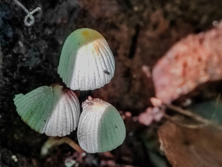 Mushrooms in the rainforest. Selective focus. Toned.の写真素材