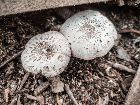 Mushrooms. Selective focus.の写真素材